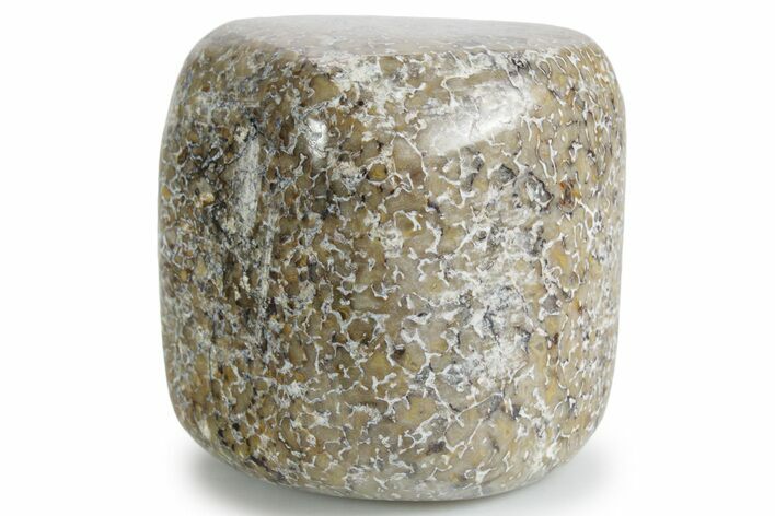 Polished Dinosaur Bone (Gembone) - Morocco #349583